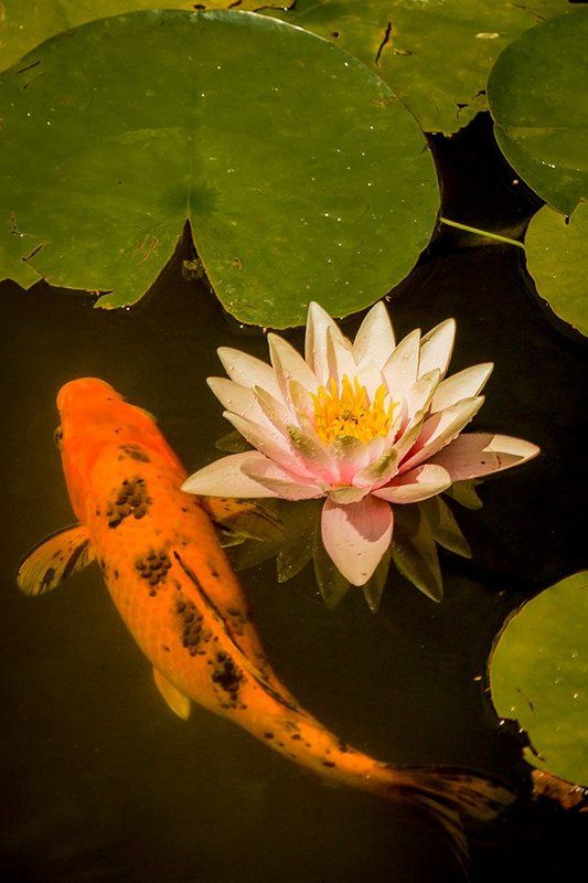 #аля японские зарисовки фото превью