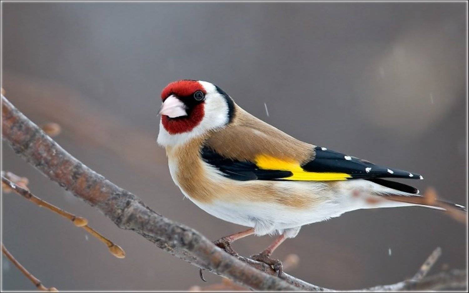 Птицы, Щегол, Сергей Сильченков