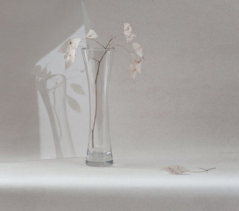 Лунария фото превью