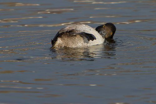 Нырк и бульк