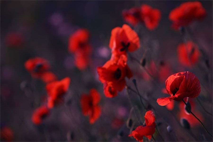 , Наталья Ова