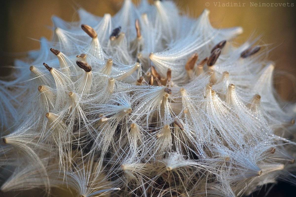 , Vladimir Neimorovets