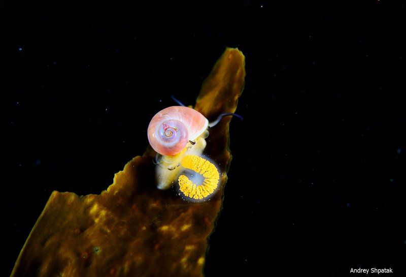 Бухта Рудная. Маленькая ракушка и икра. фото превью