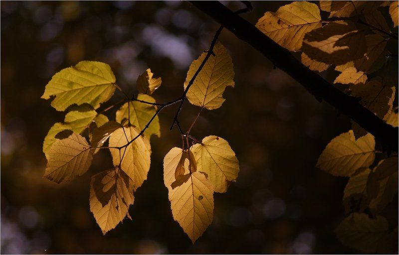 осенний квартет... фото превью