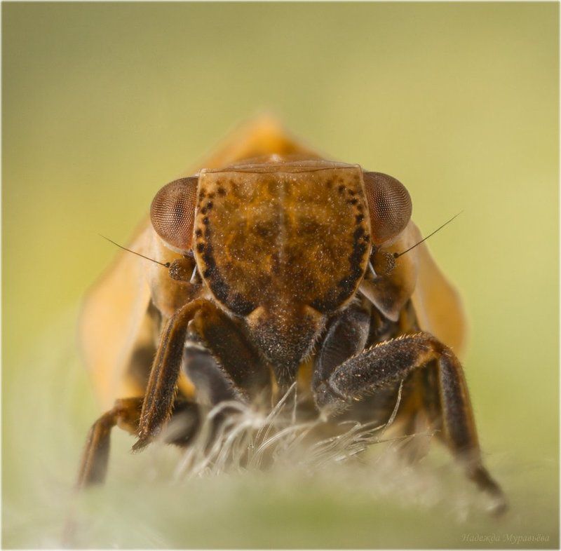 Agalmatium flavescens, Цикадка Поклонник Сальвадора Дали фото превью