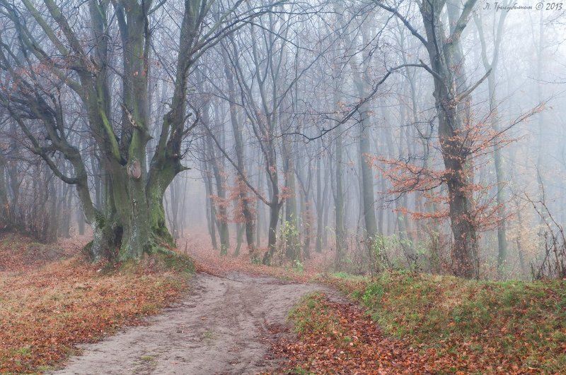 Стражи леса фото превью