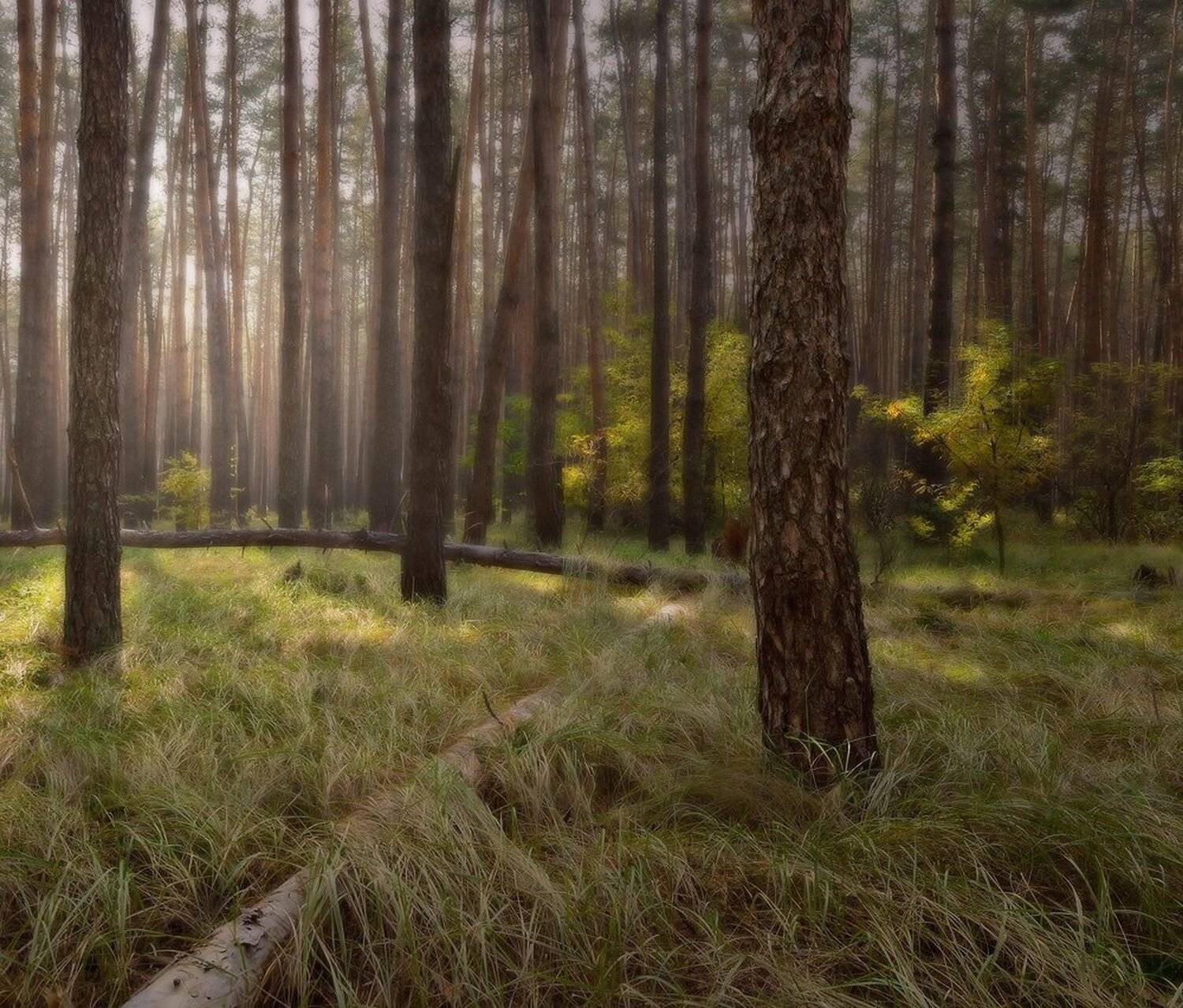 утро, лес, бор, Животков Андрей