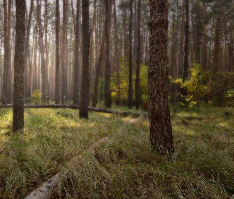 утро, лес, бор Нежное утро фото превью