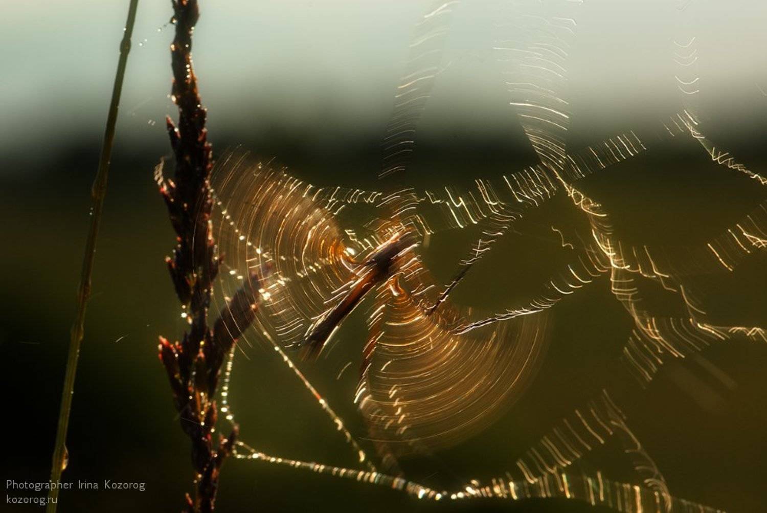 , Ирина Козорог