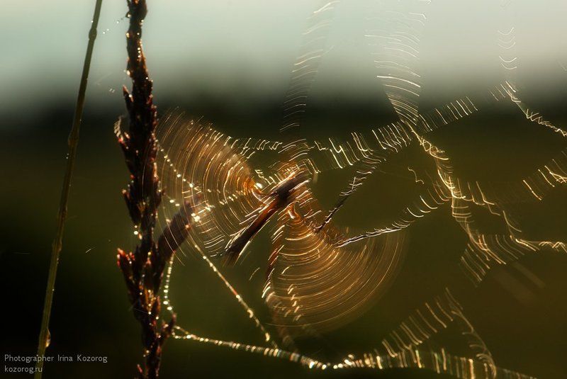 Светопись фото превью