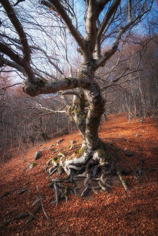 крым, демерджи Таинственный лес Демерджи фото превью
