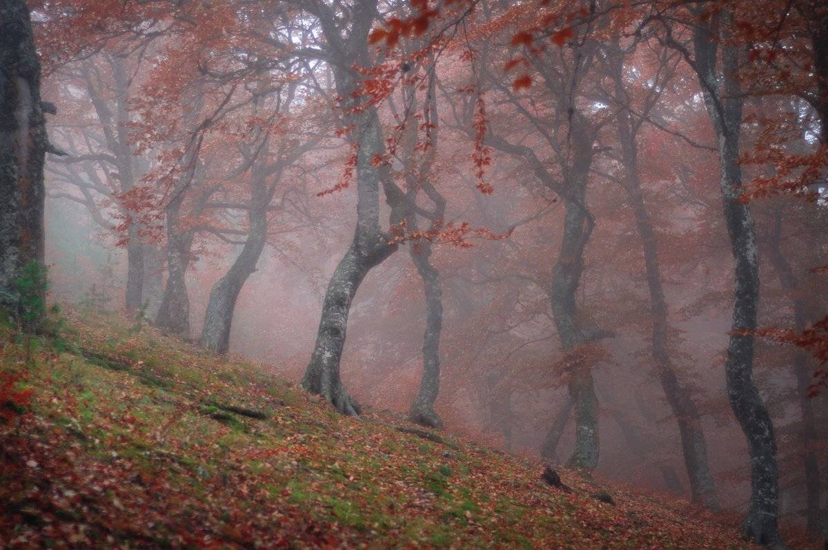 , Вадим Скапенко