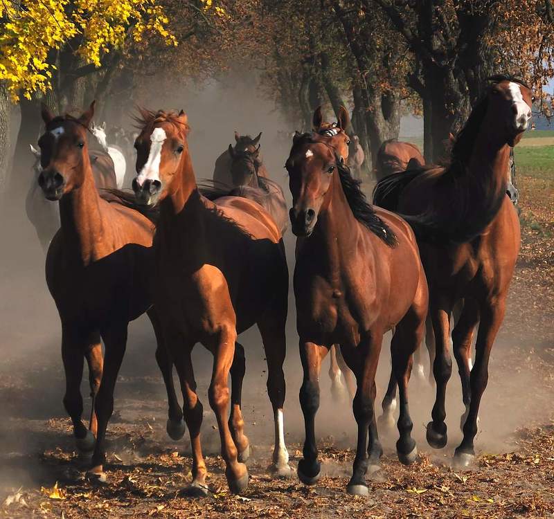 **** фото превью