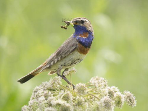 Осколок радуги