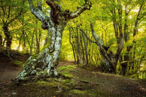 В Буковом Лесу