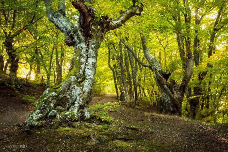 В Буковом Лесу фото превью