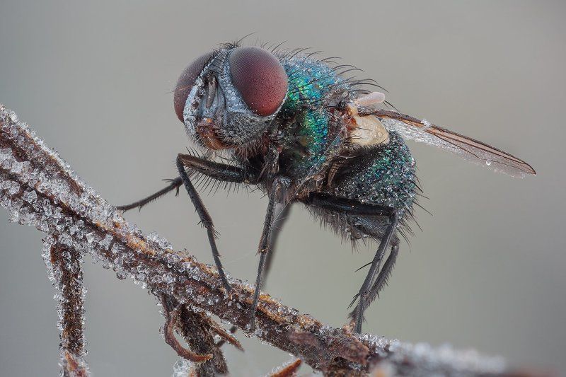 Осенняя муха фото превью