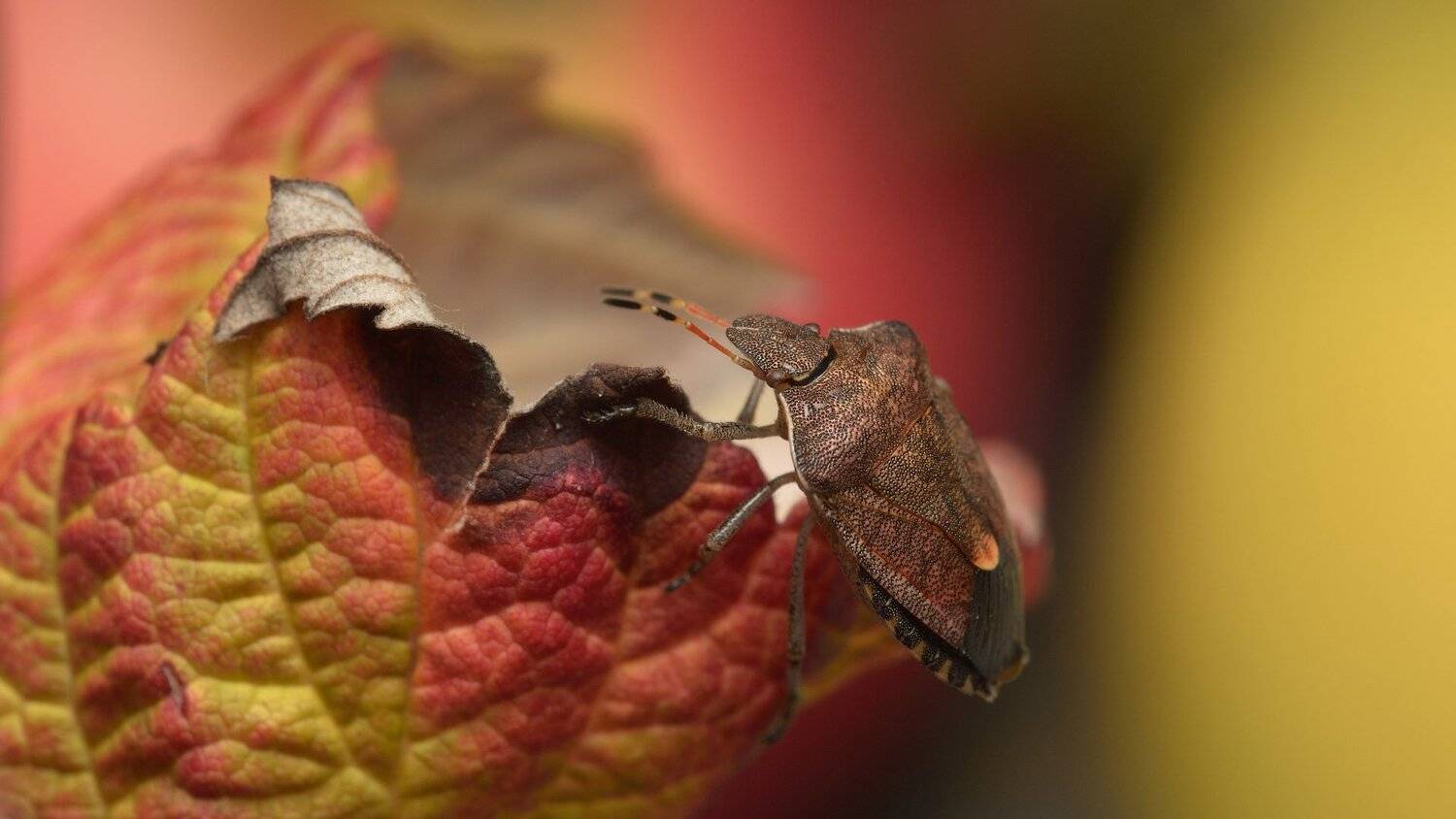 , Сергей Харитон