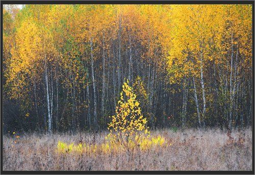 Осенние ритмы Мещеры