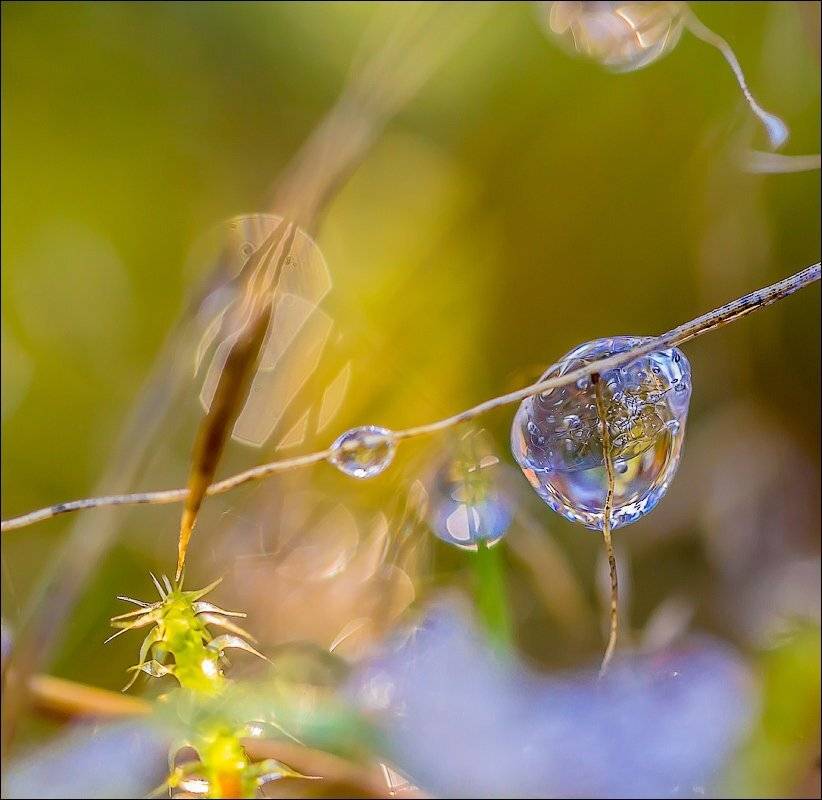 , Бурлов Андрей