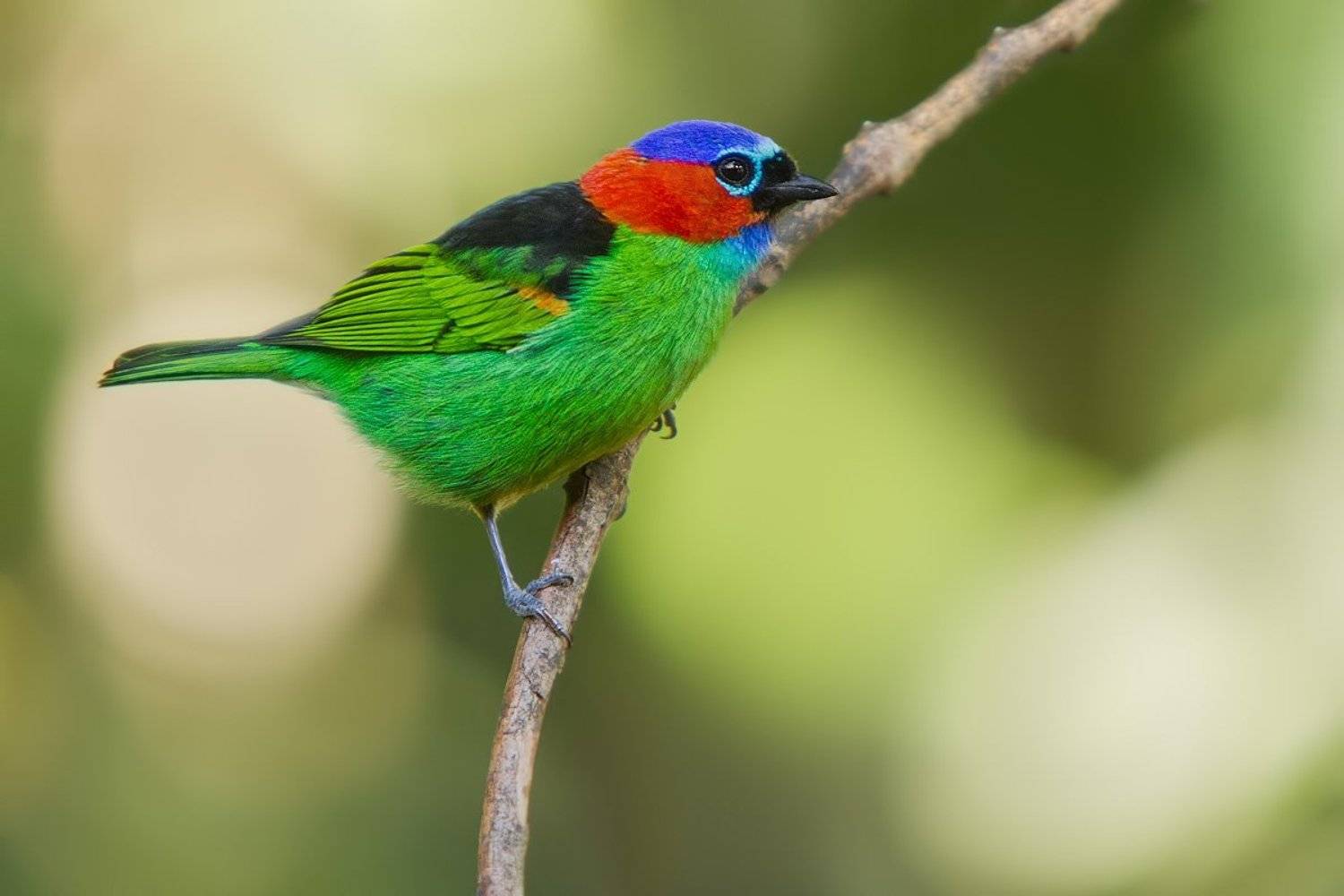 Бразилия, Птицы, Синешапочная танагра, Танагровые, Елена Давыдова