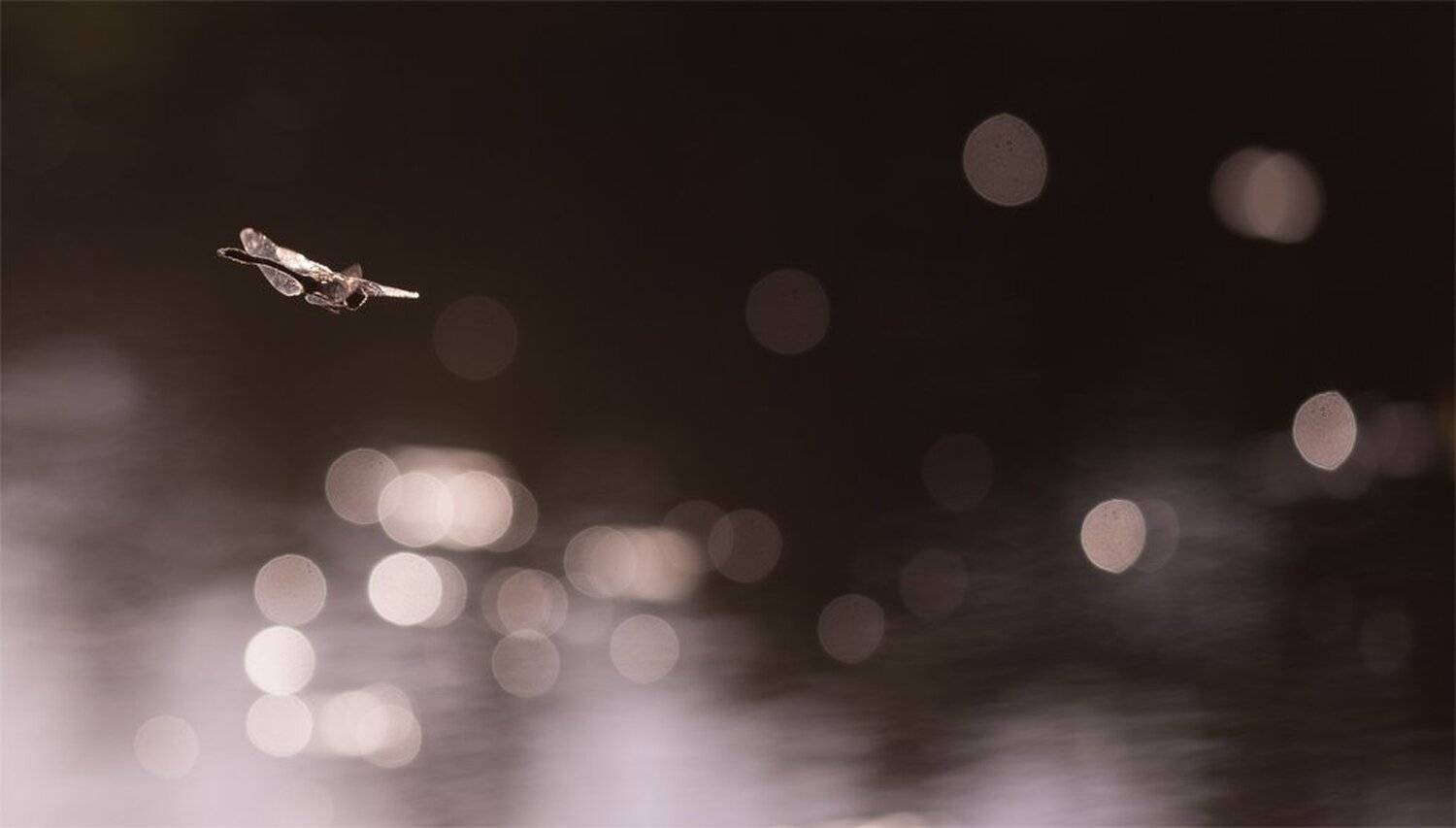 , Геннадий Мещеряков