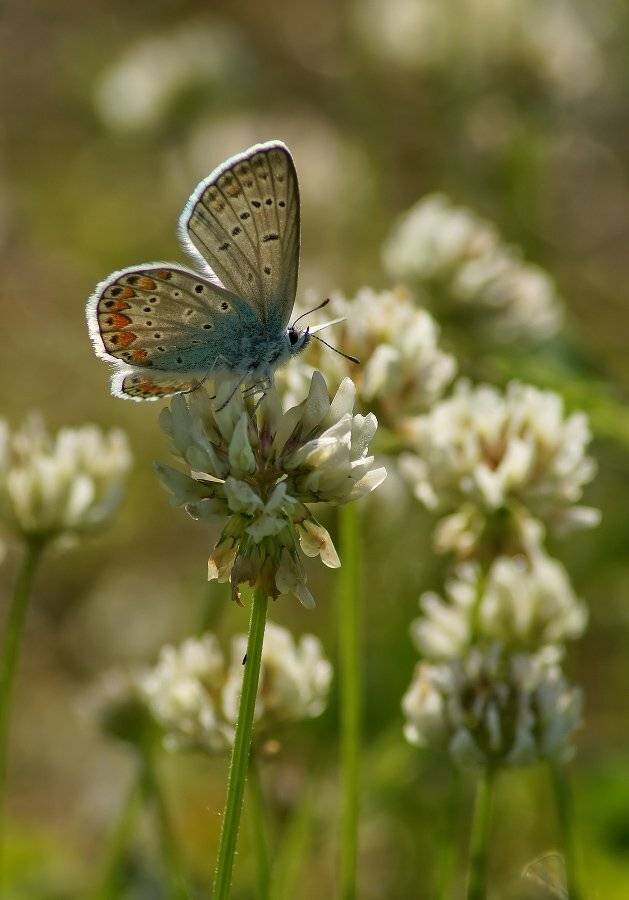 , Чепленко Алексей