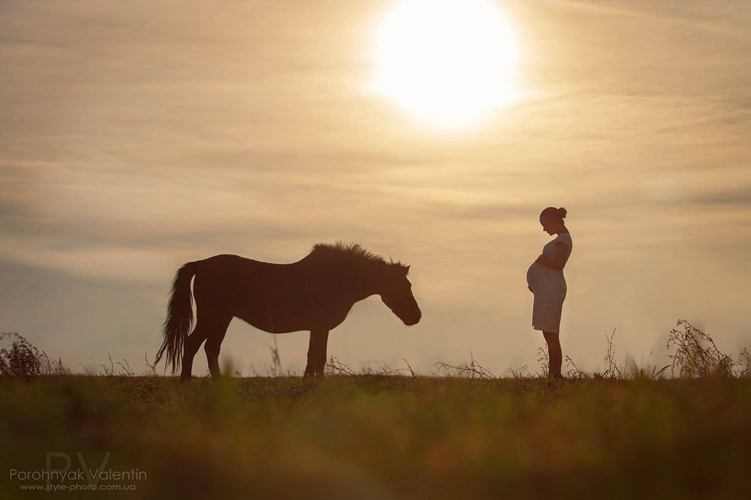 гол лошади , в положении , беременная , лошадь, силует, ВАЛЕНТИН