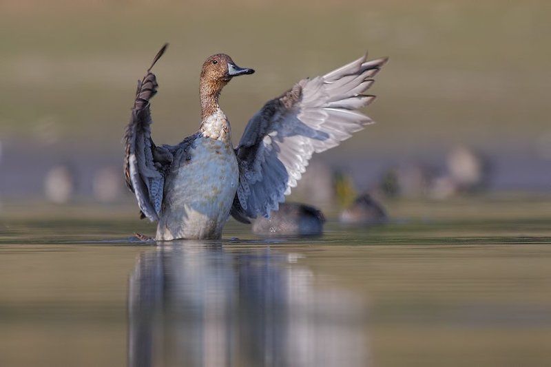 ***** фото превью