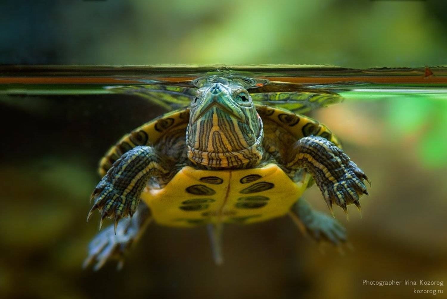 , Ирина Козорог