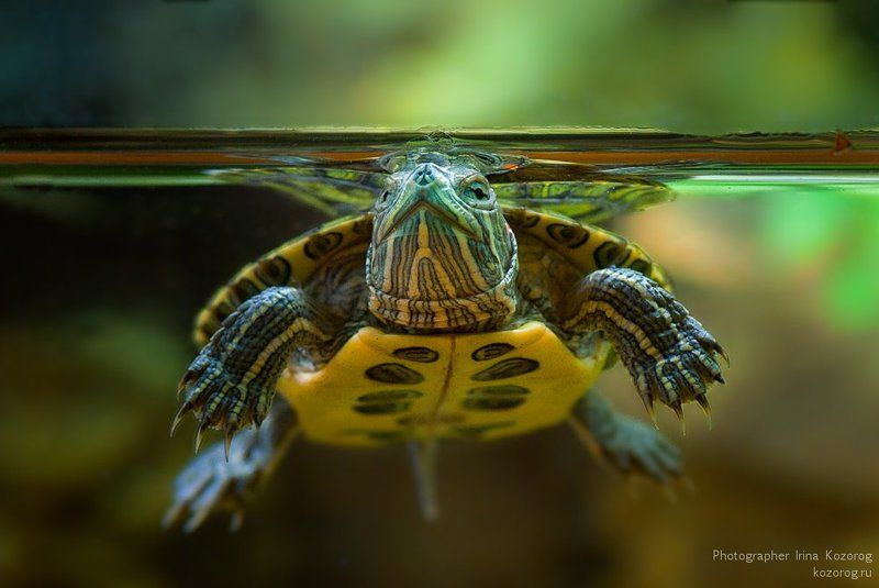 Черепашка фото превью