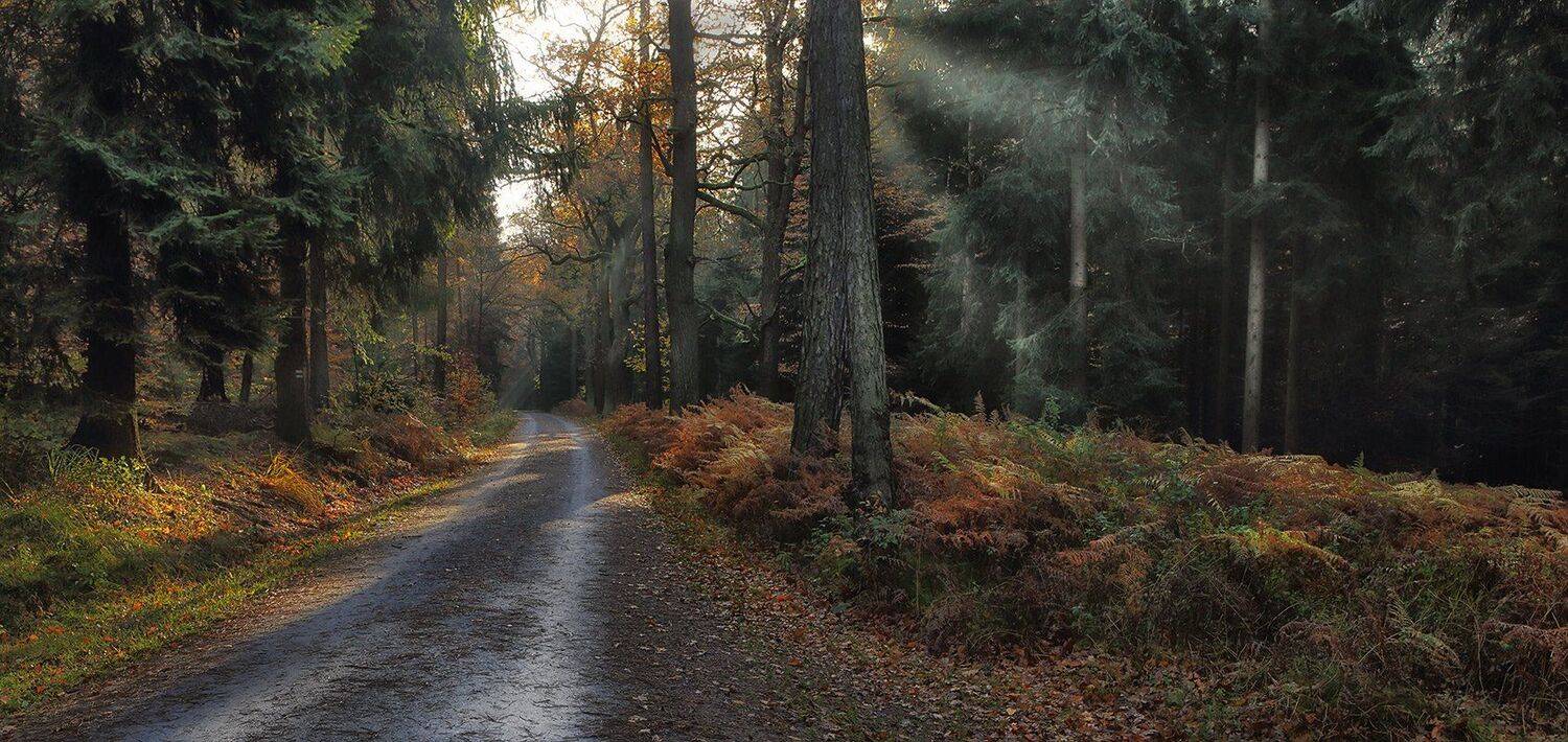 , Игорь Дубровский