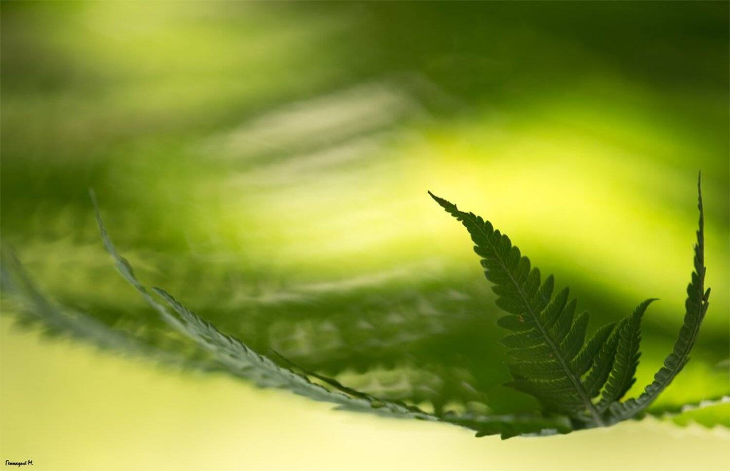 , Геннадий Мещеряков