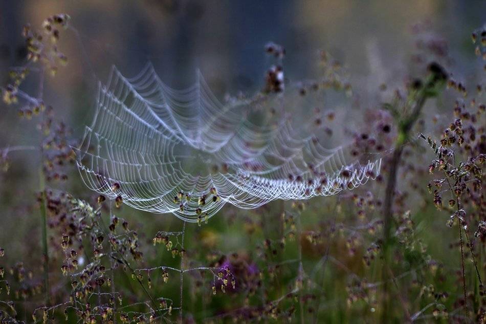 , Иваненко Светлана