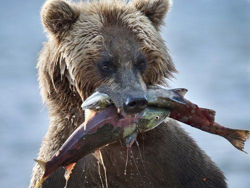 Эх , была бы пасть пошире - влезло сразу бы четыре !