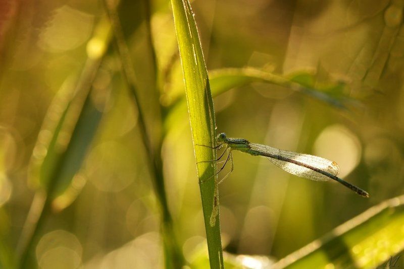 Šidielko brvonohé- Platycnemis pennipes фото превью
