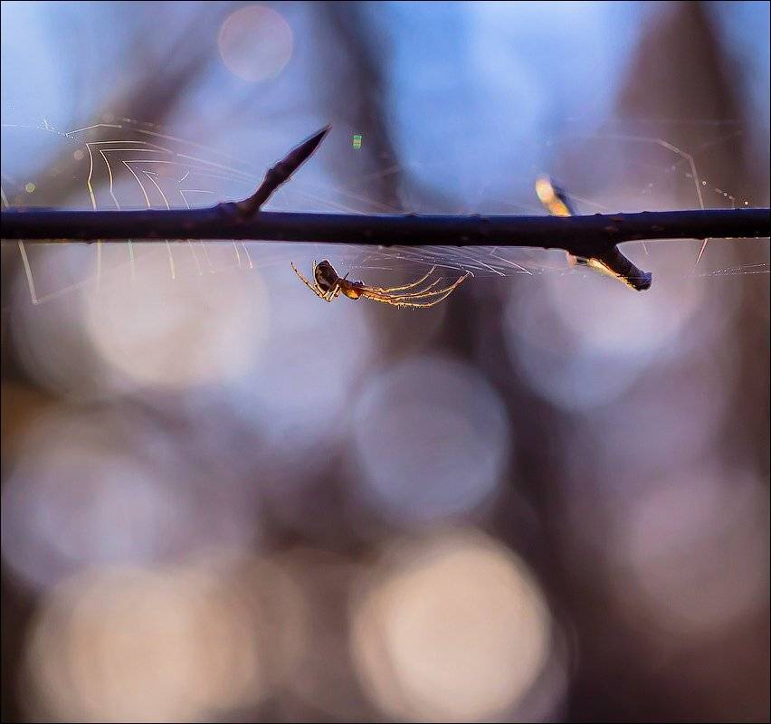 , Бурлов Андрей