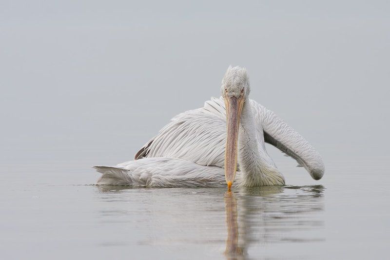 ***** фото превью