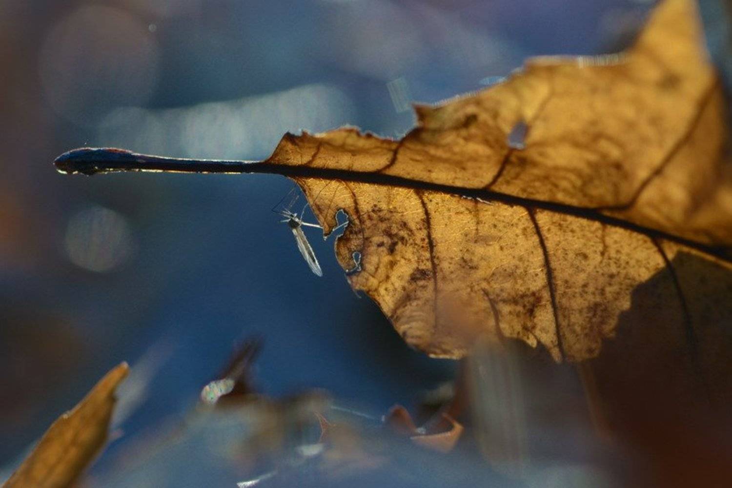 осень, Вячеслав Мищенко