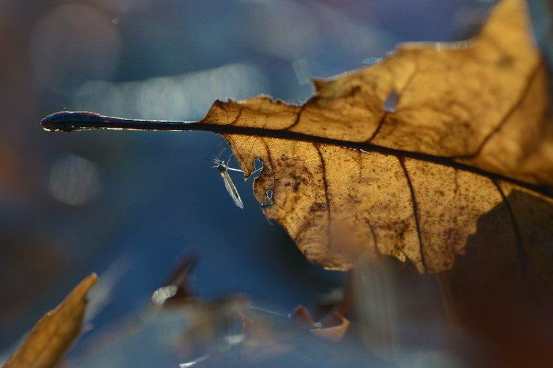 осень Ты куда ,осень?Постой. фото превью