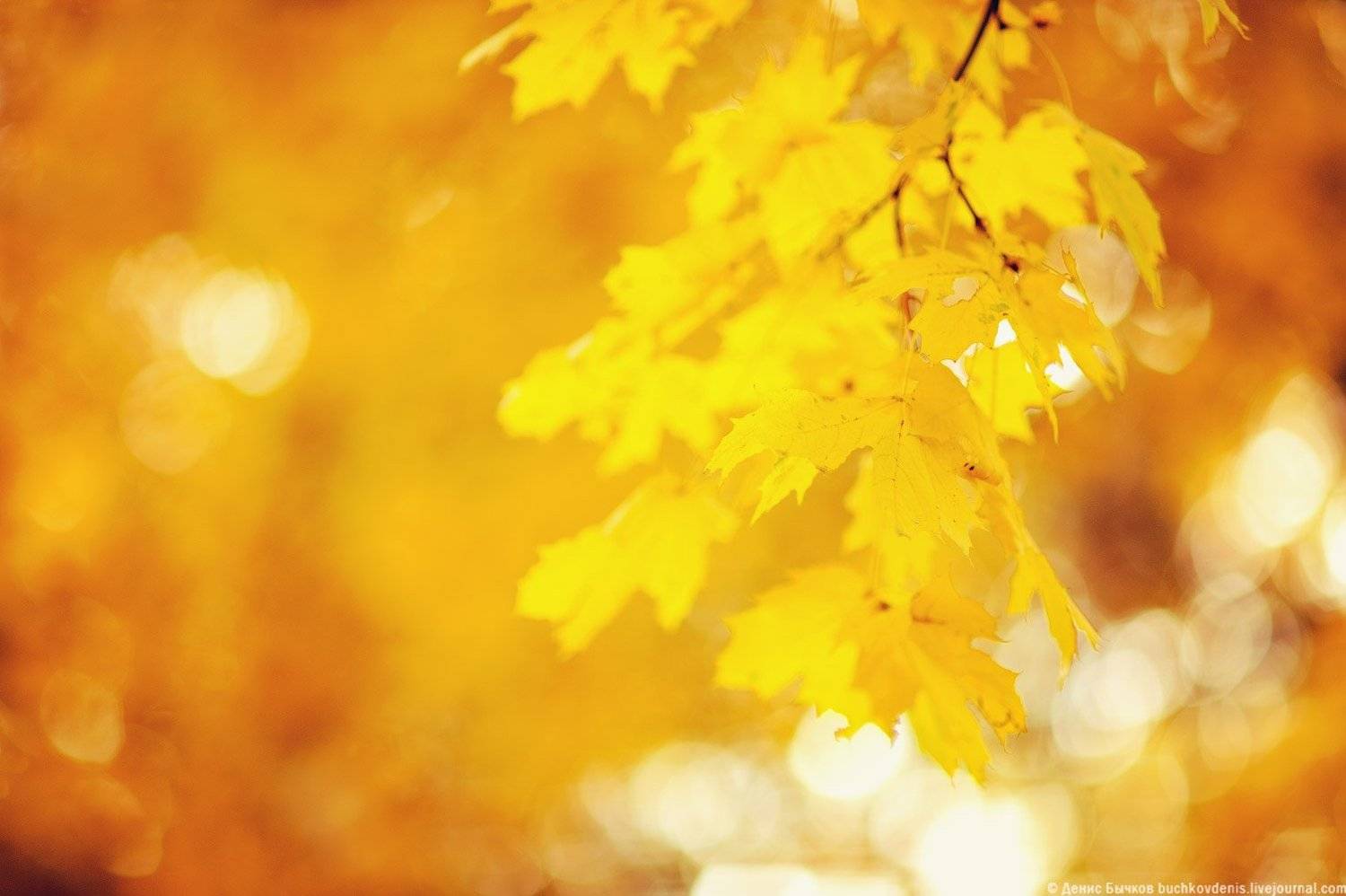 , Бычков Денис