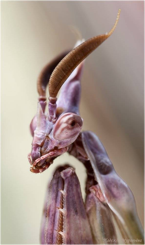 Empusa fasciata, Козлик, Эмпуза полосатая, Надежда Муравьёва