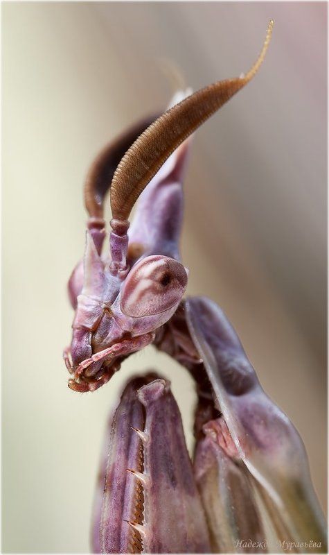 Empusa fasciata, Козлик, Эмпуза полосатая Несеренький козлик фото превью