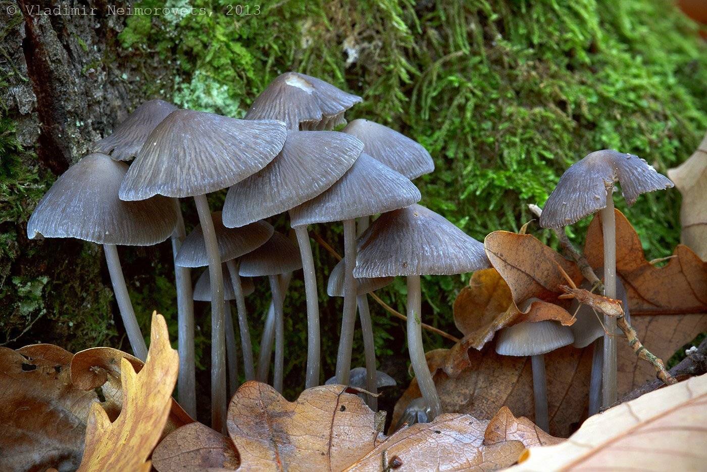 , Vladimir Neimorovets