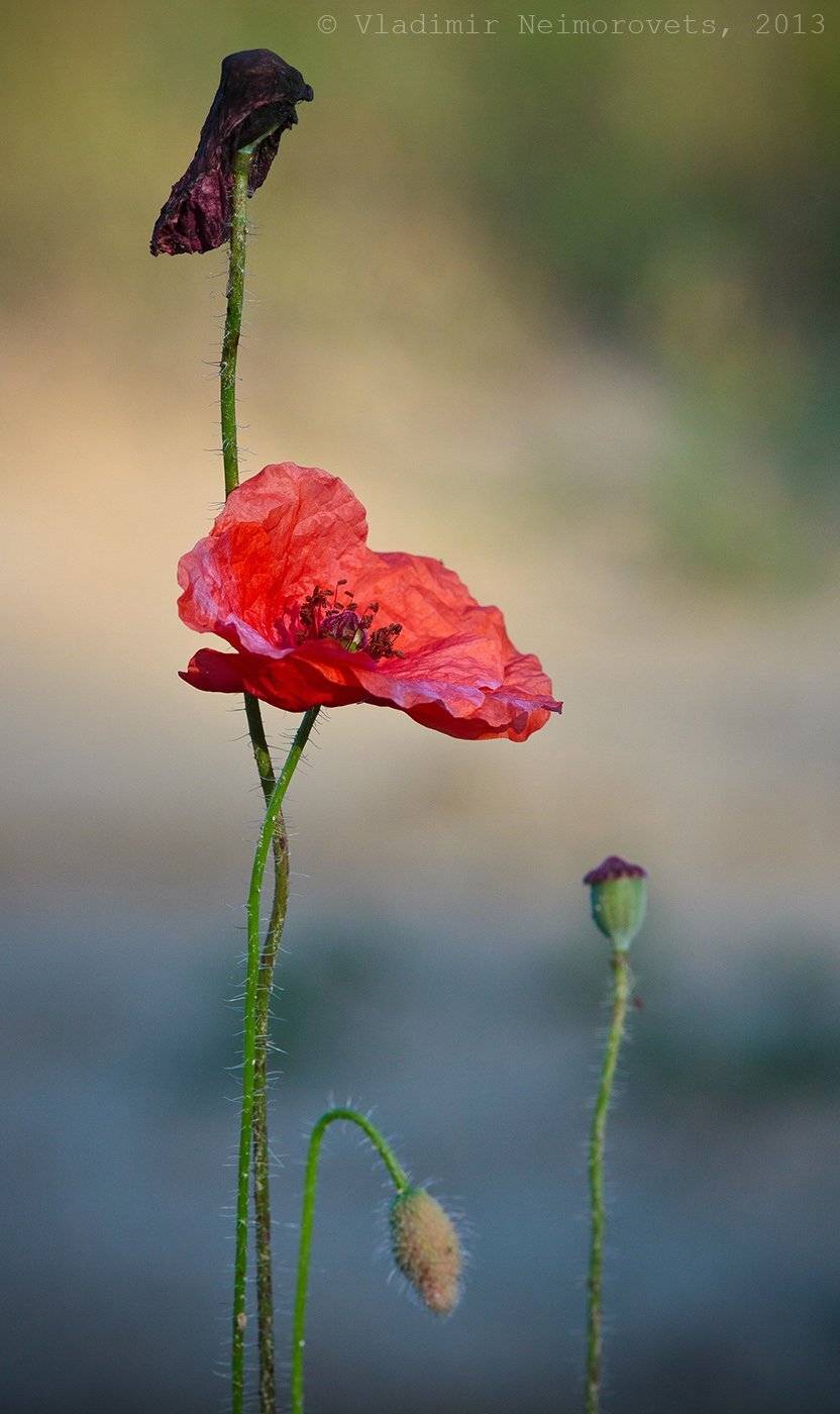 Krasnodar territory, Norh-west caucasus, Papaver rhoeas, Краснодарский край, Мак-самосейка, Северо-западный кавказ, Северский район, Vladimir Neimorovets