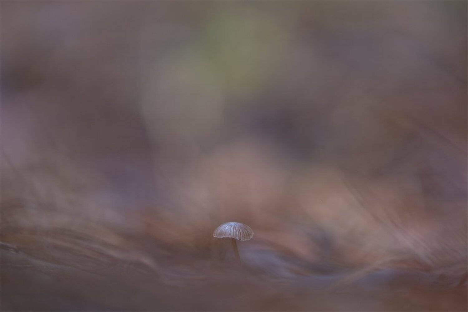 , Геннадий Мещеряков