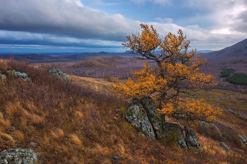Про одинокую лиственницу... фото превью