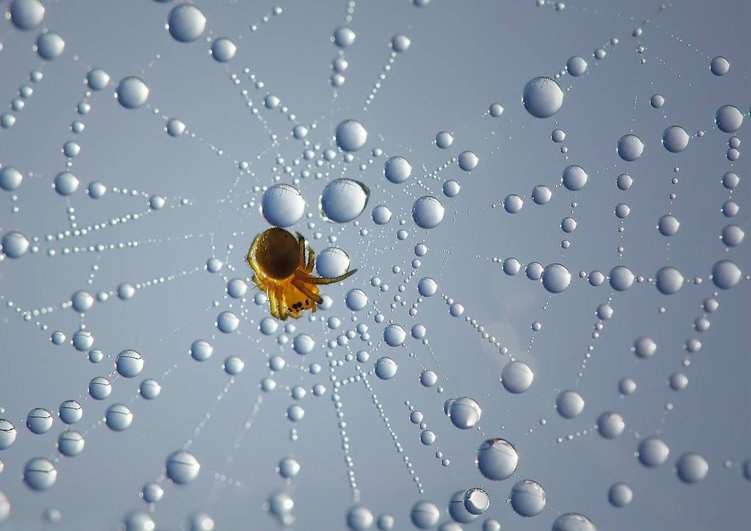 , Валерия Зверева