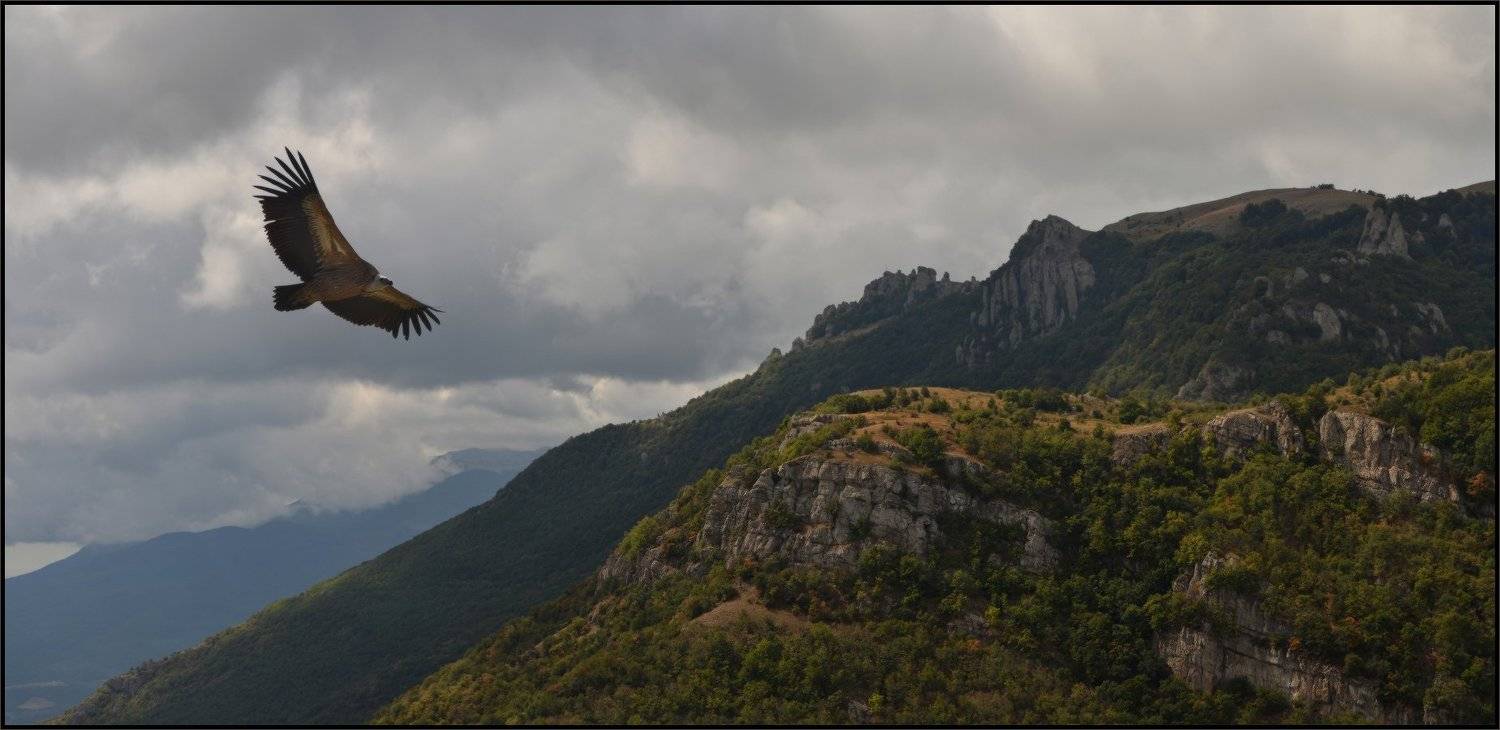 Белоголовый сип, Крым,, Ущелье над речкой Алакой, Владимир Метцгер