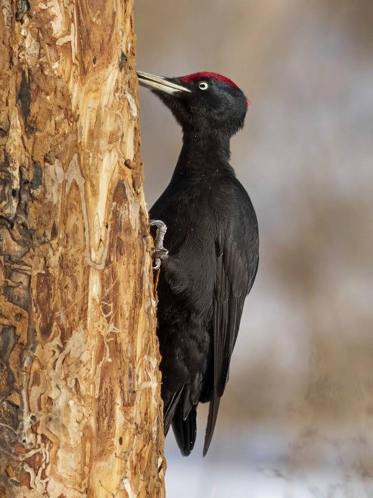 , Ляпустин Юра